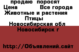 продаю  поросят  › Цена ­ 1 000 - Все города Животные и растения » Птицы   . Новосибирская обл.,Новосибирск г.